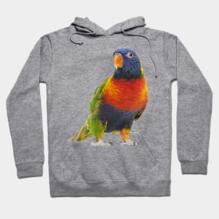 Cute Parrot Hoodie